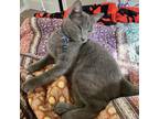 Andujar Michelle, Russian Blue For Adoption In Fort Worth, Texas