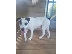 Mila, American Pit Bull Terrier For Adoption In Blountville, Tennessee