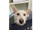Deulle, Terrier (unknown Type, Small) For Adoption In Torrance, California