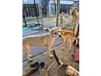 Yoonseul, Labrador Retriever For Adoption In Torrance, California