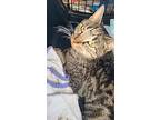 Mystery, Domestic Shorthair For Adoption In Forty Fort, Pennsylvania