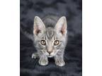 Camembert, Domestic Shorthair For Adoption In Lewisburg, Tennessee
