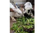 Perry, Lop-eared For Adoption In Longwood, Florida