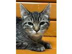 Yasmin, Domestic Shorthair For Adoption In Sioux Falls, South Dakota