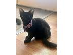 Jackie, Domestic Mediumhair For Adoption In Miami, Oklahoma