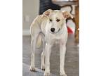 Honey (spayed) (bojackie The Horsewoman), Labrador Retriever For Adoption In