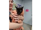 Donna, Domestic Shorthair For Adoption In Kingston, New York