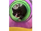 Ryder, Domestic Mediumhair For Adoption In Kingston, New York