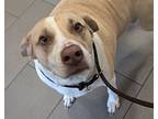 Dolly, American Pit Bull Terrier For Adoption In El Cajon, California