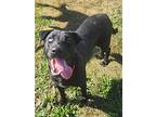 Poppy, Labrador Retriever For Adoption In Detroit Lakes, Minnesota