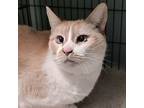 Daphne, Domestic Shorthair For Adoption In Eastsound, Washington