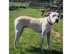 Marley, Labrador Retriever For Adoption In Huntley, Illinois