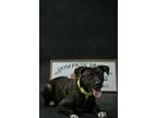 Clyde - Bonded With Bonnie, Labrador Retriever For Adoption In Revere