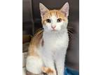 Meek, Domestic Shorthair For Adoption In Fremont, Nebraska