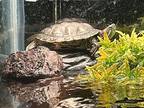 Sheldon, Turtle - Other For Adoption In Pottstown, Pennsylvania