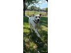 Wanda, Labrador Retriever For Adoption In Plainfield, Illinois