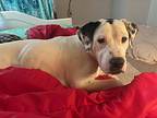 Snoopy, Labrador Retriever For Adoption In Plainfield, Illinois