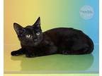 Puffin, Domestic Shorthair For Adoption In Tuscaloosa, Alabama