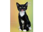 Penguin, Domestic Shorthair For Adoption In Tuscaloosa, Alabama