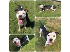 Calypso, American Pit Bull Terrier For Adoption In Newport, Kentucky