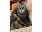 Sully & Vinny, Domestic Shorthair For Adoption In Kalamazoo, Michigan