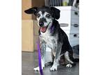 Thor, Dachshund For Adoption In Vail, Arizona