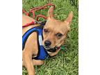 Snap, Miniature Pinscher For Adoption In Capistrano Beach, California