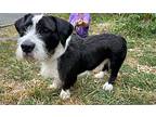 Basil, Terrier (unknown Type, Small) For Adoption In W. Windsor, New Jersey