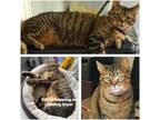 Adopt Giblet a Domestic Shorthair / Mixed (short coat) cat in Hoover