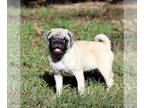 Pug PUPPY FOR SALE ADN-833072 - Beautiful Healthy AKC Pug Puppies