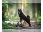 Schipperke PUPPY FOR SALE ADN-833055 - Two Schipperke Puppies Available