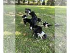 Australian Shepherd PUPPY FOR SALE ADN-833018 - Litter of seven