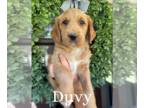 Labradoodle PUPPY FOR SALE ADN-832995 - F1 Labradoodles