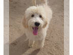 Goldendoodle PUPPY FOR SALE ADN-832908 - Goldendoodles East of Colorado Springs