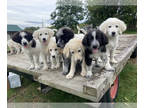 Border Collie-Maremma Sheepdog Mix PUPPY FOR SALE ADN-833073 - Maremma Puppies