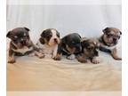 French Bulldog PUPPY FOR SALE ADN-833056 - French Bulldog puppies
