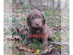 Labradoodle PUPPY FOR SALE ADN-832986 - Chocolate Labradoodle Red Boy