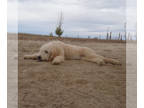 Goldendoodle PUPPY FOR SALE ADN-833009 - Goldendoodles East of Colorado Springs
