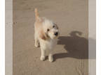 Goldendoodle PUPPY FOR SALE ADN-832910 - Goldendoodles East of Colorado Springs