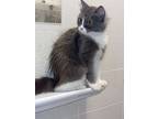 Willow, Domestic Longhair For Adoption In Manchester, New Hampshire