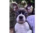 Bt Navy Bean, Boston Terrier For Adoption In Mishawaka, Indiana