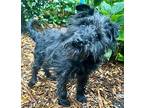 Scottie Mix Sondra, Scottie, Scottish Terrier For Adoption In Mishawaka, Indiana