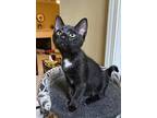 Crackel, Domestic Shorthair For Adoption In Knoxville, Tennessee