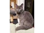 Rice Crispy, Domestic Longhair For Adoption In Knoxville, Tennessee
