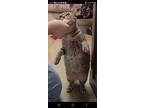 Clara Bow, Domestic Shorthair For Adoption In Belton, Missouri