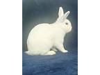Sugarbear, Dwarf For Adoption In Whittier, California