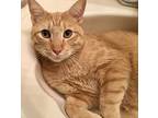 Tig Aka Timon, American Bobtail For Adoption In Liberty, North Carolina