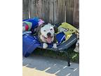 Urgent Adorable Betty, American Staffordshire Terrier For Adoption In Van Nuys