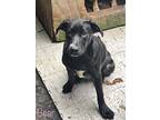 Bear In Ct, Labrador Retriever For Adoption In East Hartford, Connecticut
