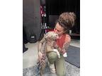 Pluto, American Staffordshire Terrier For Adoption In St. Petersburg, Florida